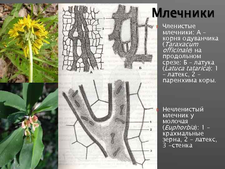 Млечники Членистые млечники: А – корня одуванчика (Taraxacum officinale) на продольном срезе: Б –
