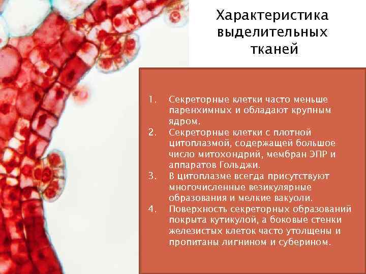 Характеристика выделительных тканей 1. 2. 3. 4. Секреторные клетки часто меньше паренхимных и обладают