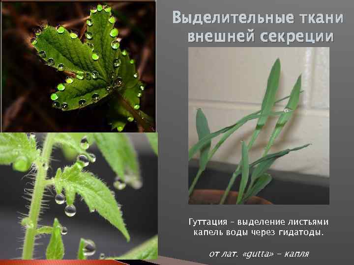 Выделительные ткани внешней секреции Гуттация – выделение листьями капель воды через гидатоды. от лат.