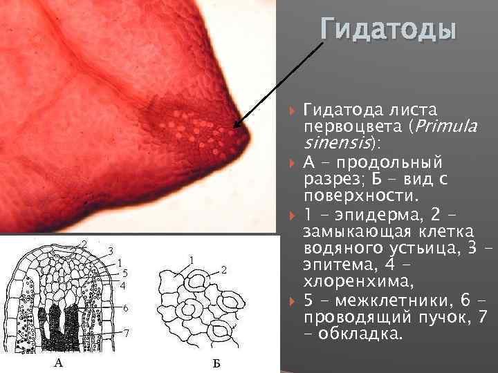 Гидатоды Гидатода листа первоцвета (Primula sinensis): А - продольный разрез; Б - вид с