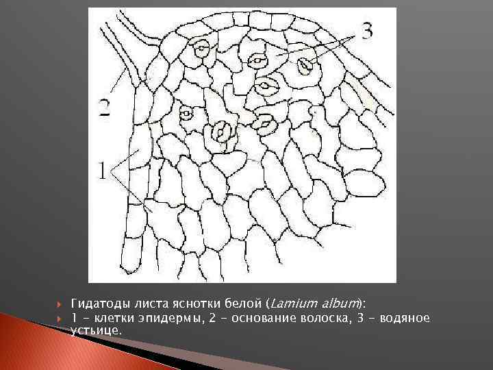  Гидатоды листа яснотки белой (Lamium album): 1 - клетки эпидермы, 2 - основание