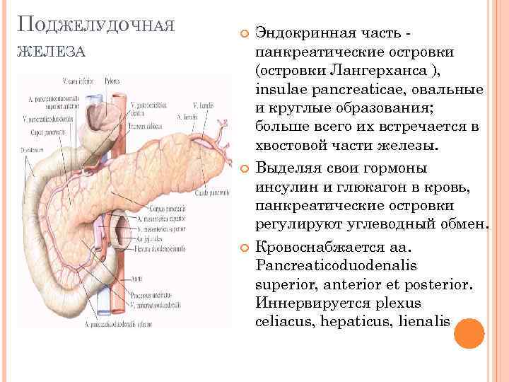 ПОДЖЕЛУДОЧНАЯ ЖЕЛЕЗА Эндокринная часть панкреатические островки (островки Лангерханса ), insulae pancreaticae, овальные и круглые