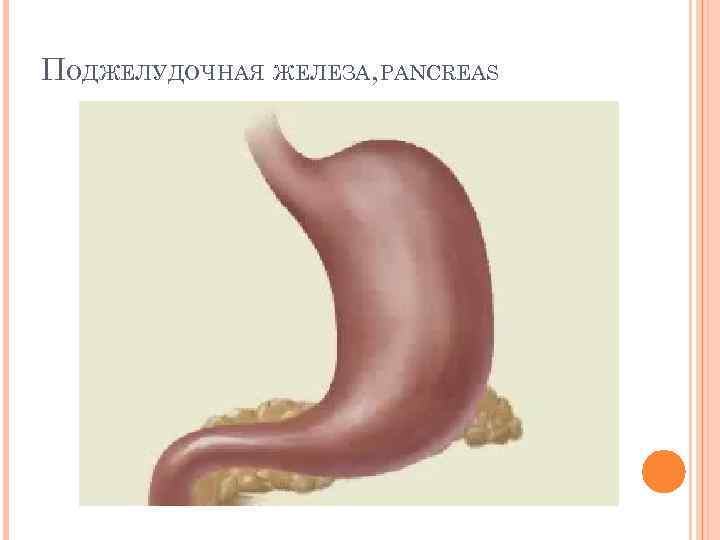 ПОДЖЕЛУДОЧНАЯ ЖЕЛЕЗА, PANCREAS 