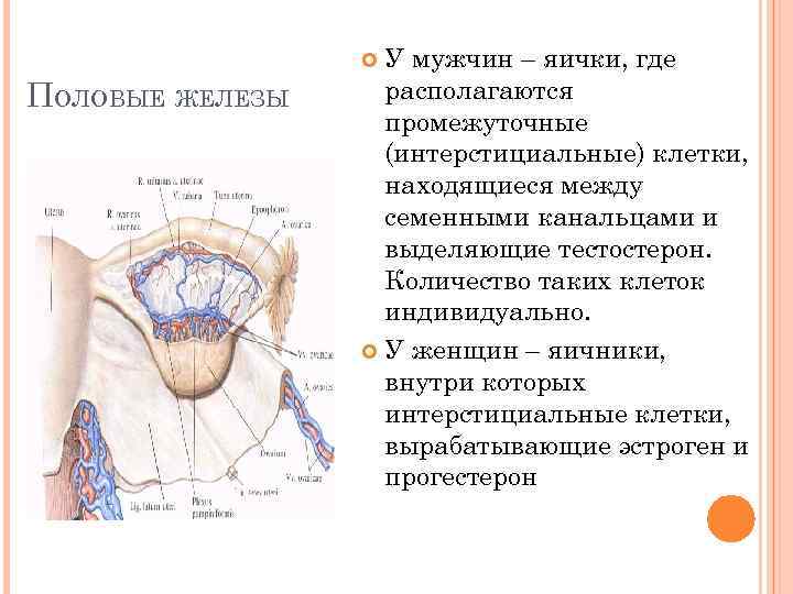 У мужчин – яички, где располагаются промежуточные (интерстициальные) клетки, находящиеся между семенными канальцами и