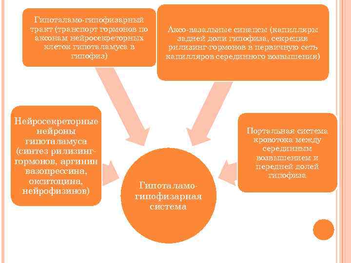 Гипоталамо-гипофизарный тракт (транспорт гормонов по аксонам нейросекреторных клеток гипоталамуса в гипофиз) Нейросекреторные нейроны гипоталамуса