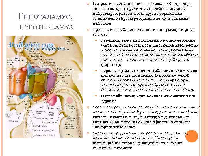  В сером веществе насчитывают около 40 пар ядер, часть из которых представляет собой