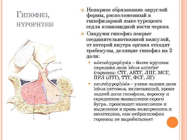 Супраселлярная цистерна пролабирует в полость