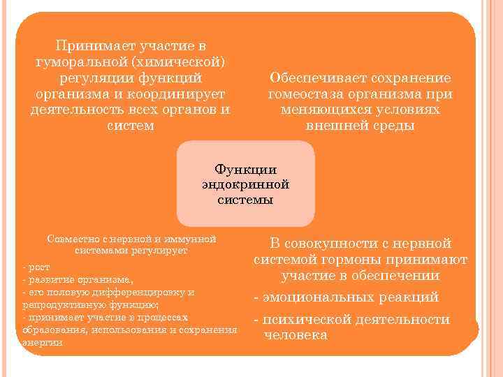 Принимает участие в гуморальной (химической) регуляции функций организма и координирует деятельность всех органов и