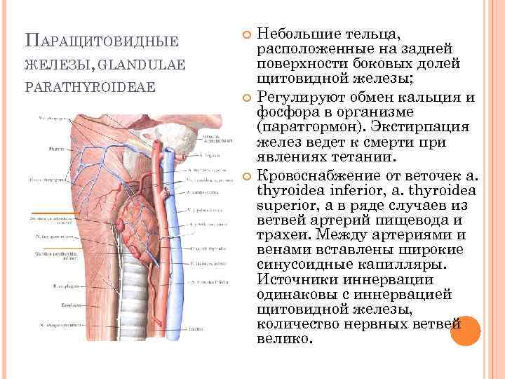 Паращитовидные железы анализы. Паращитовидная железа строение. Паращитовидные железы не лоцируются. Паращитовидная железа операция. 41. Паращитовидные железы, топография.