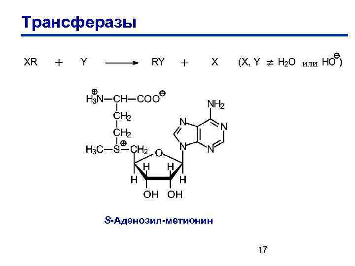 Трансферазы S-Аденозил-метионин 17 