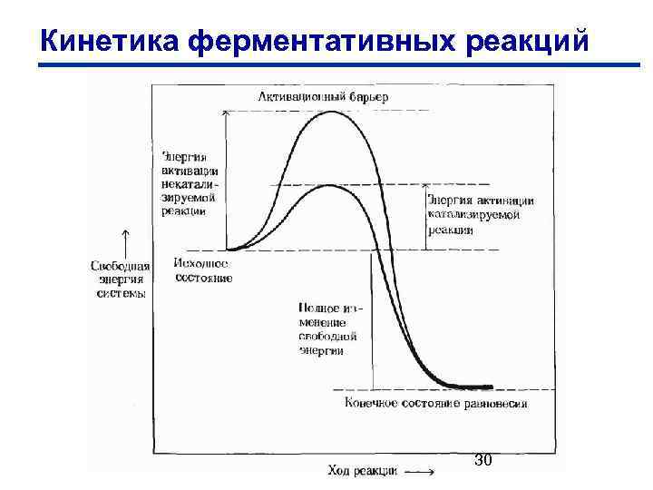 Кинетика ферментативных реакций 30 