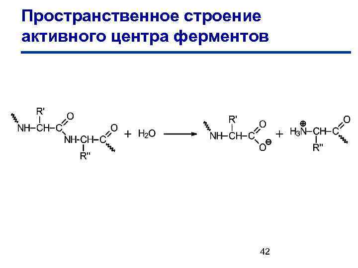 Пространственное строение активного центра ферментов 42 