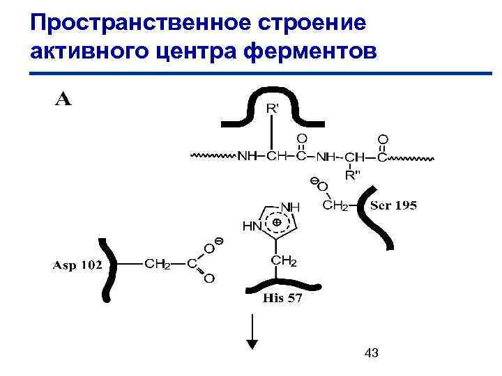 Пространственное строение активного центра ферментов 43 