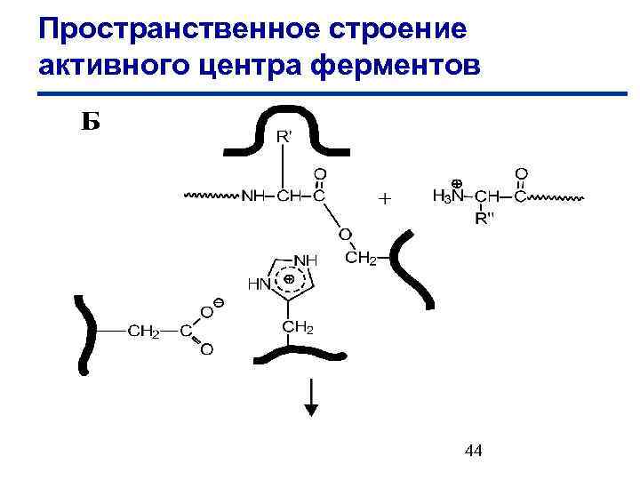 Пространственное строение активного центра ферментов 44 