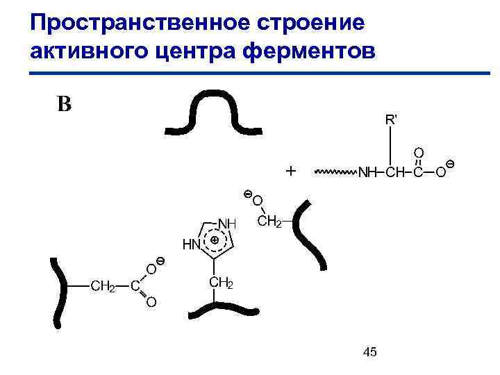 Пространственное строение активного центра ферментов 45 