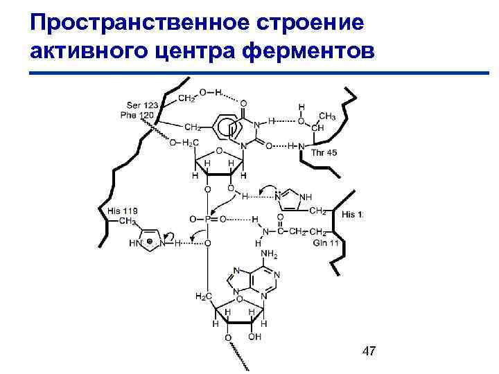 Пространственное строение активного центра ферментов 47 