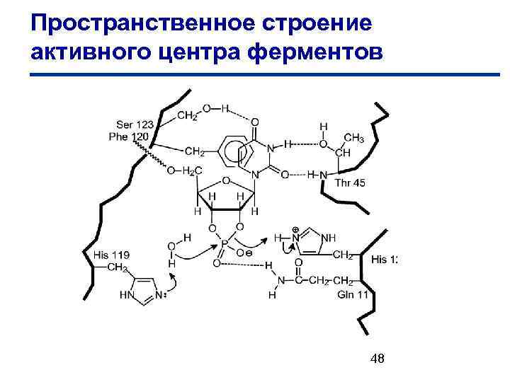 Пространственное строение активного центра ферментов 48 