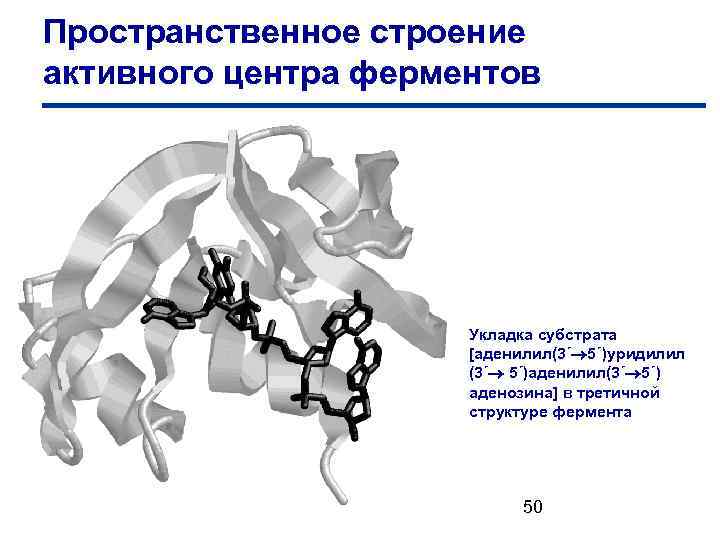 Пространственное строение активного центра ферментов Укладка субстрата [аденилил(3´ 5´)уридилил (3´ 5´)аденилил(3´ 5´) аденозина] в