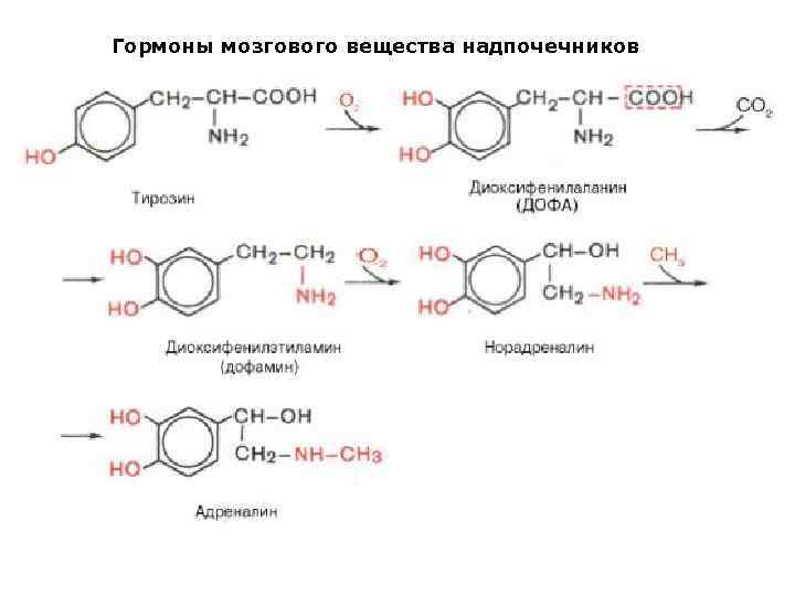 Гормоны мозгового вещества надпочечников 