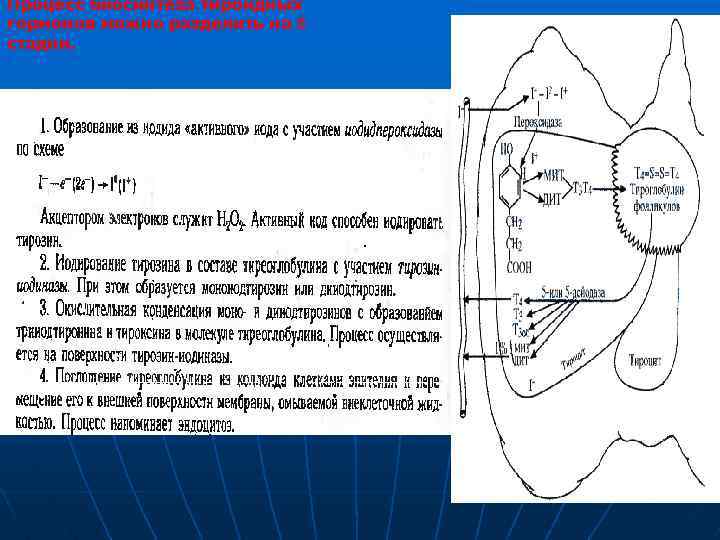 Процесс биосинтеза тироидных гормонов можно разделить на 5 стадии. 