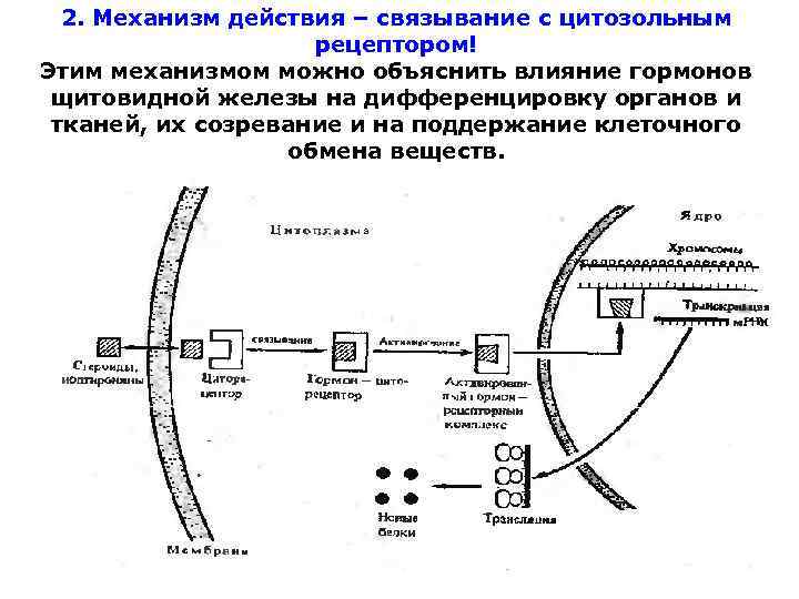 Механизм действия. Цитозольный механизм действия гормонов биохимия схема. Механизм действия тиреоидных гормонов. Схема механизма действия гормонов щитовидной железы. Механизм действия тиреоидных гормонов биохимия.