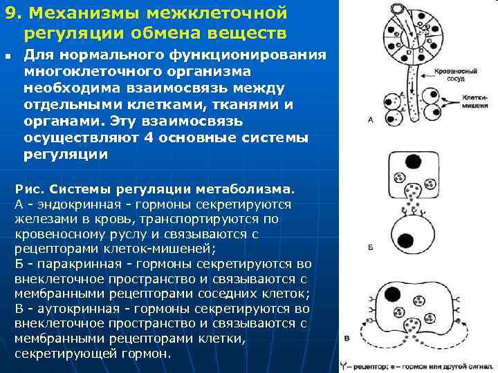 9. Механизмы межклеточной регуляции обмена веществ n Для нормального функционирования многоклеточного организма необходима взаимосвязь