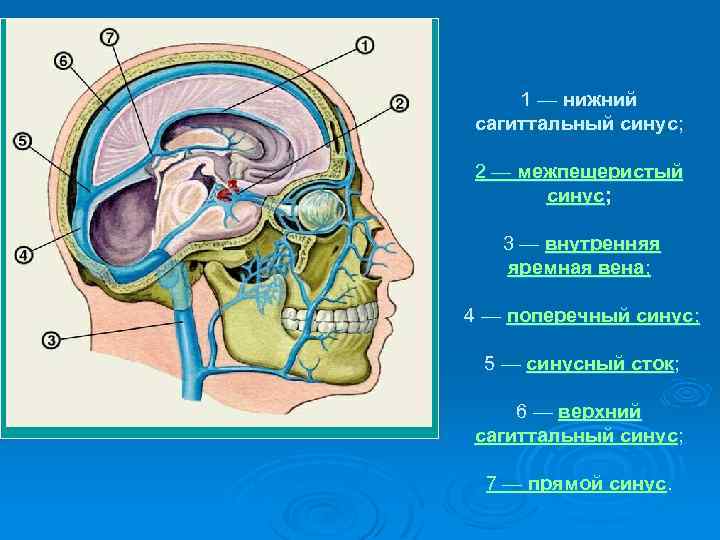 Синус оболочки мозга. Синусы твердой мозговой оболочки. Сигмовидный синус головного мозга. Топография синусов твердой мозговой оболочки. Сигмовидный синус твердой мозговой.