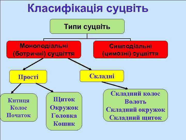 Класифікація суцвіть Типи суцвіть Моноподіальні (ботричні) суцвіття Складні Прості Китиця Колос Початок Симподіальні (цимозні)