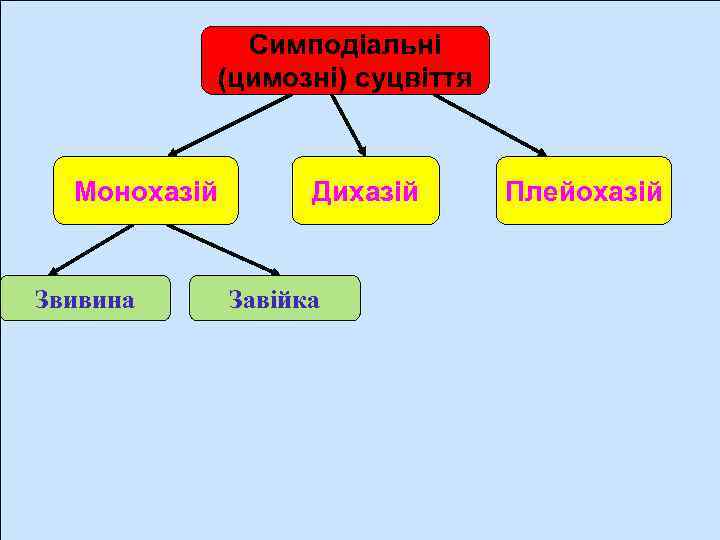 Симподіальні (цимозні) суцвіття Монохазій Звивина Дихазій Завійка Плейохазій 
