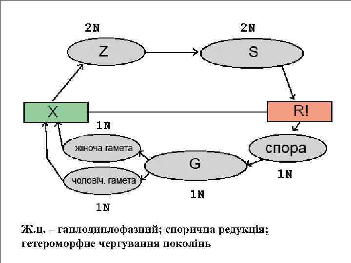 Ж. ц. – гаплодиплофазний; спорична редукція; гетероморфне чергування поколінь 