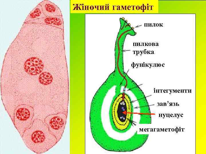 Жіночий гаметофіт пилок пилкова трубка фунікулюс інтегументи зав’язь нуцелус мегагаметофіт 