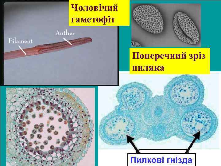 Чоловічий гаметофіт Поперечний зріз пиляка Пилкові гнізда 