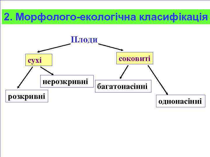 2. Морфолого-екологічна класифікація Плоди соковиті сухі нерозкривні багатонасінні однонасінні 