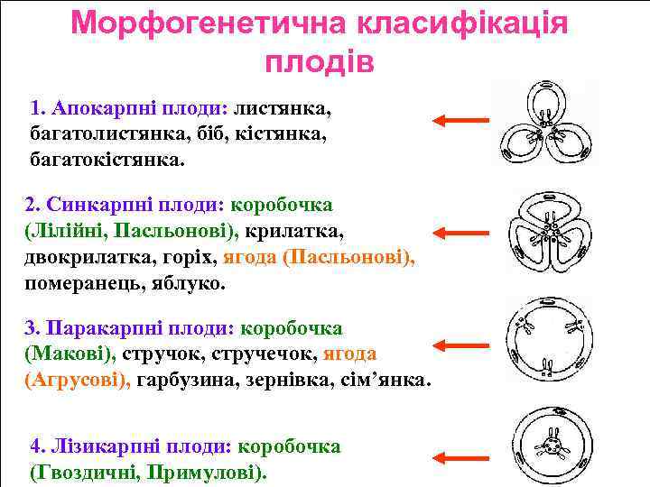 Морфогенетична класифікація плодів 1. Апокарпні плоди: листянка, багатолистянка, біб, кістянка, багатокістянка. 2. Синкарпні плоди: