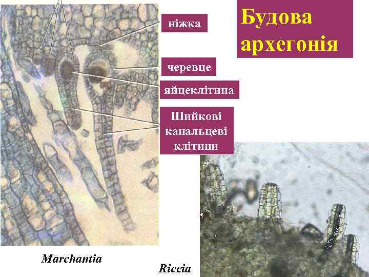 ніжка черевце яйцеклітина Шийкові канальцеві клітини Marchantia Riccia Будова архегонія 