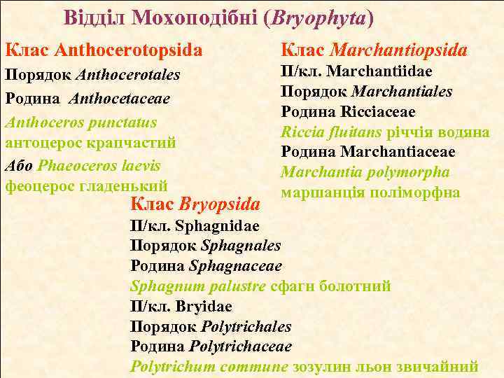 Відділ Мохоподібні (Bryophyta) Клас Anthocerotopsida Клас Marchantiopsida Порядок Anthocerotales Родина Anthocetaceae Anthoceros punctatus антоцерос