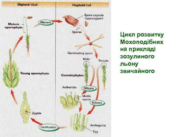 Цикл розвитку Мохоподібних на прикладі зозулиного льону звичайного 