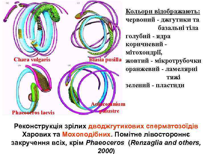 Chara vulgaris Phaeoceros laevis Кольори відображають: червоний - джгутики та базальні тіла голубий -
