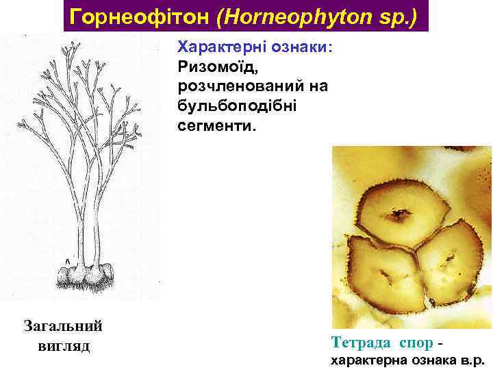 Горнеофітон (Horneophyton sp. ) Характерні ознаки: Ризомоїд, розчленований на бульбоподібні сегменти. Загальний вигляд Тетрада
