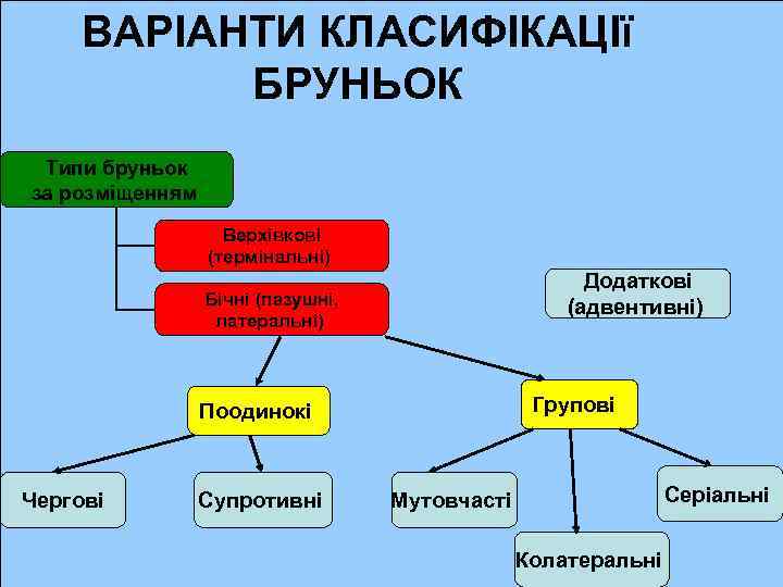 ВАРІАНТИ КЛАСИФІКАЦІї БРУНЬОК Типи бруньок за розміщенням Верхівкові (термінальні) Додаткові (адвентивні) Бічні (пазушні, латеральні)