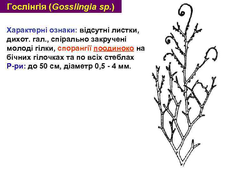 Гослінгія (Gosslingia sp. ) Характерні ознаки: відсутні листки, дихот. гал. , спірально закручені молоді