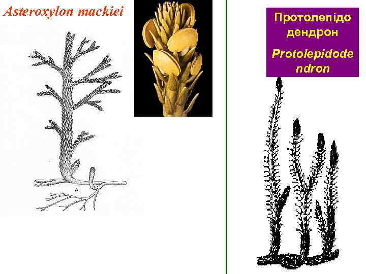 Asteroxylon mackiei Протолепідо дендрон Protolepidode ndron 