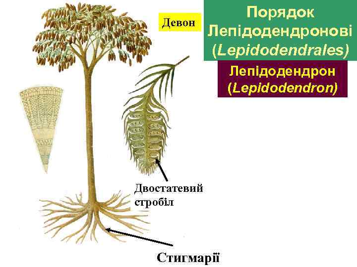 Девон Порядок Лепідодендронові (Lepidodendrales) Лепідодендрон (Lepidodendron) Двостатевий стробіл Стигмарії 