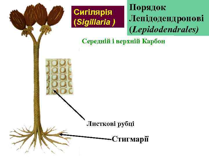 Сигілярія (Sigillaria ) Порядок Лепідодендронові (Lepidodendrales) Середній і верхній Карбон Листкові рубці Стигмарії 