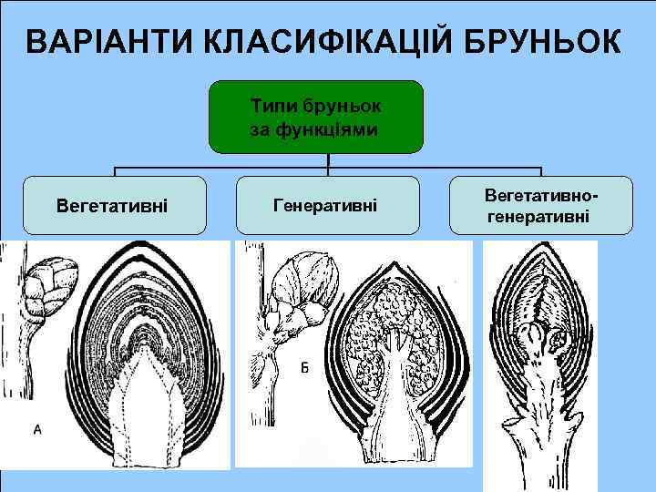 ВАРІАНТИ КЛАСИФІКАЦІЙ БРУНЬОК Типи бруньок за функціями Вегетативні Генеративні Вегетативногенеративні 