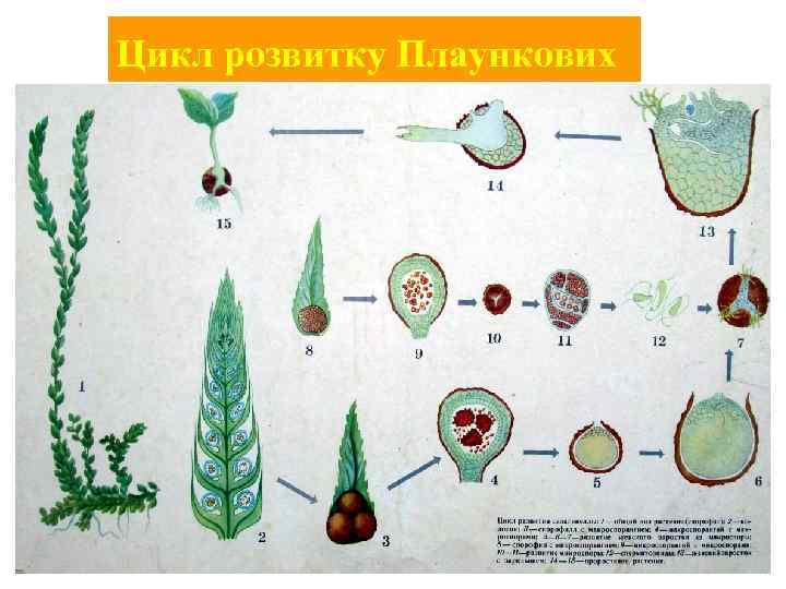Цикл розвитку Плаункових 