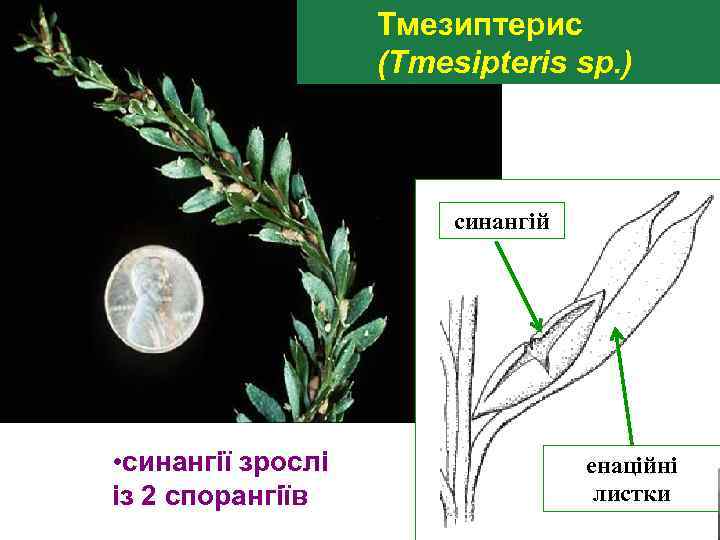 Тмезиптерис (Tmesipteris sp. ) синангій • синангії зрослі із 2 спорангіїв енаційні листки 