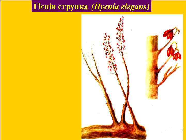 Гієнія струнка (Hyenia elegans) 