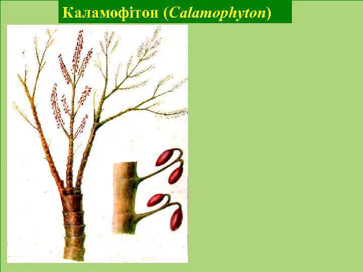 Каламофітон (Calamophyton) 