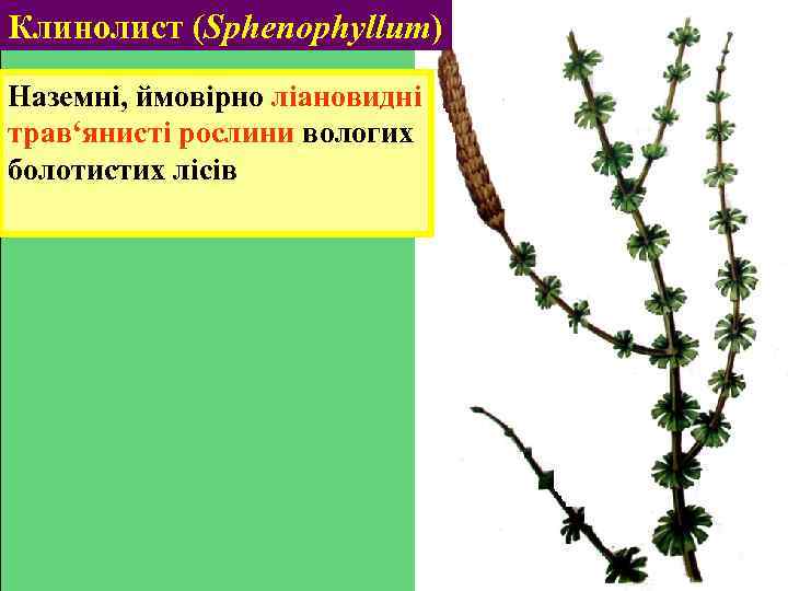 Клинолист (Sphenophyllum) Наземні, ймовірно ліановидні трав‘янисті рослини вологих болотистих лісів 